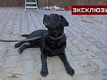 Кинолог Кондранин рассказал об участии собак в спасработах на завалах в Турции