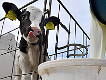Бизнес объявил о росте себестоимости производства молока