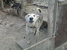 В жилом доме на Урале нашли кладбище домашних животных