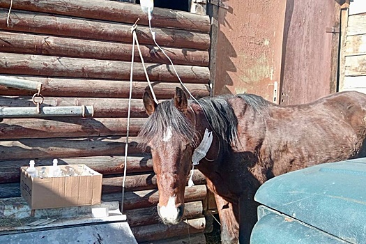 В Сочи полицейские нашли владельца истощенной и травмированной лошади