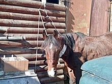 В Сочи полицейские нашли владельца истощенной и травмированной лошади