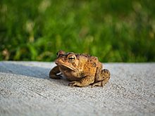 Врач развеяла миф о заражении бородавками