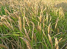 Волгоградский рис не нуждается в затоплении и содержит мало сахара