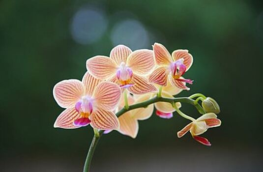 Цветовод подсказала правила ухода за домашними орхидеями