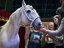 Цирк на Фонтанке – лечебный