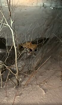 В Красноярском крае нашли раненого лисёнка