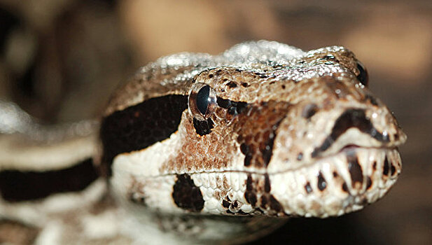 Выброшенный в Москве питон умер в зоопарке