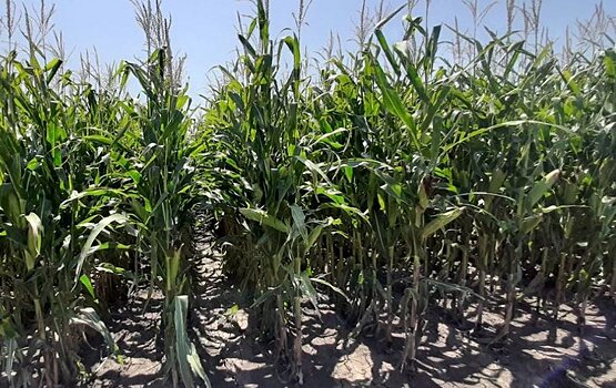 В индийском Пенджабе хотят запретить яровую кукурузу