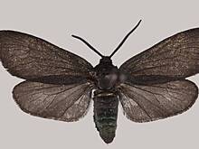 Виды бабочек, ранее не встречавшиеся в России, нашли в Приморье