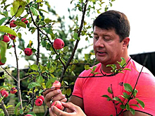 «Яблочки для вкусного компота»: мэр Ярославля похвастался своим дачным урожаем