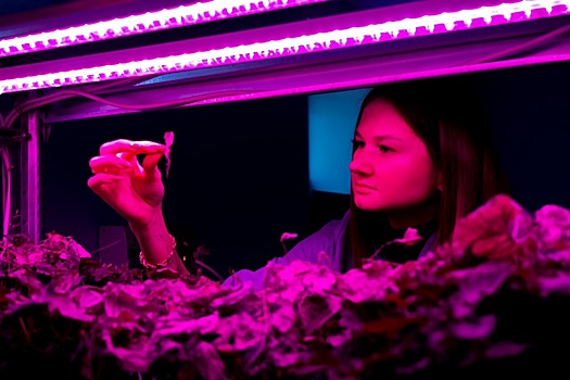 В Новосибирском ГАУ предложили бороться с вредителями с помощью клещей и клопов