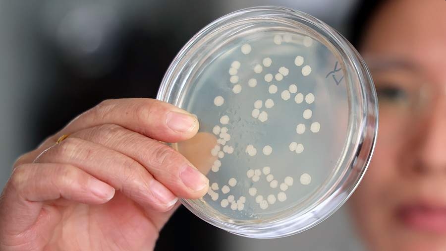 Биологи усомнились в неизбежной победе бактерий в гонке вооружений с антибиотиками