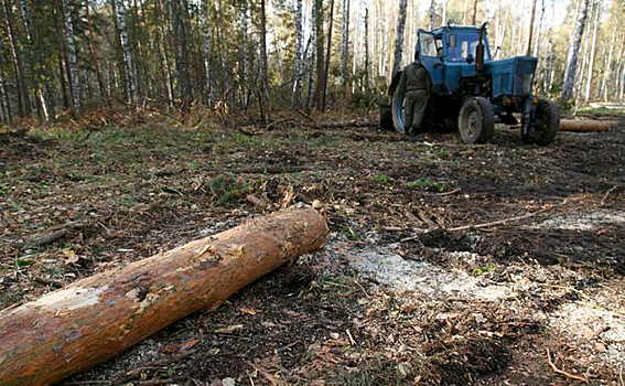 Рубить лес под строительство отеля запретили мэрии Бердска