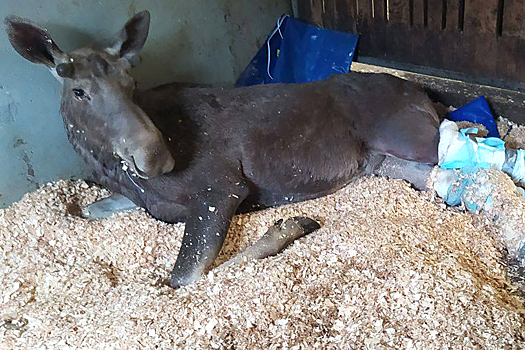 Стало известно о состоянии сбитого в Подмосковье лосенка Илюши