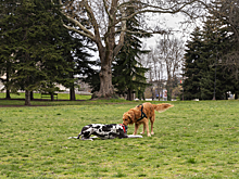 «Есть высокопоставленный брат»: зоозащитница заявила о связях живодера из Владикавказа, который разбил череп псу