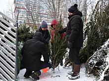 Как выбрать идеальную елку: 3 совета