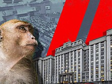 Депутаты Госдумы призвали не спешить с ужесточением законов после нападения обезьяны на малыша в Подмосковье