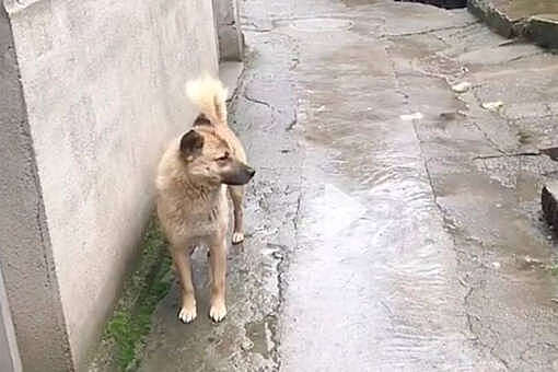 Собака пробежала 40 км после смерти хозяина, чтобы вернуться домой