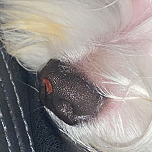 В благовещенском груминг-салоне собаке отрезали кусок носа