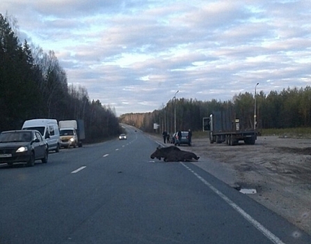 Фура сбила лося под Семеновом