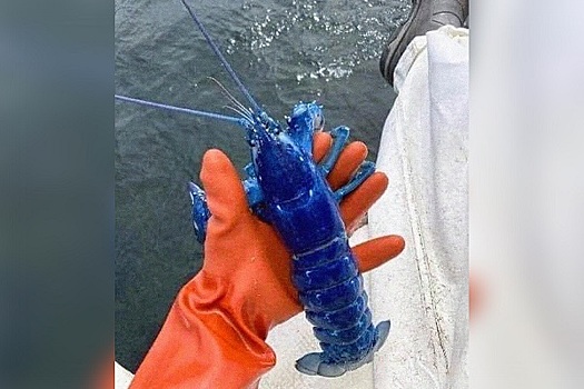 Рыбак поймал редкого голубого омара