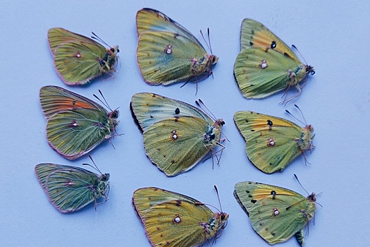 Бабочек из Бурятии отправят британскому коллекционеру