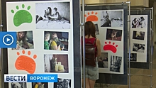 Воронежский фотограф проследил за судьбой покинувших приют животных