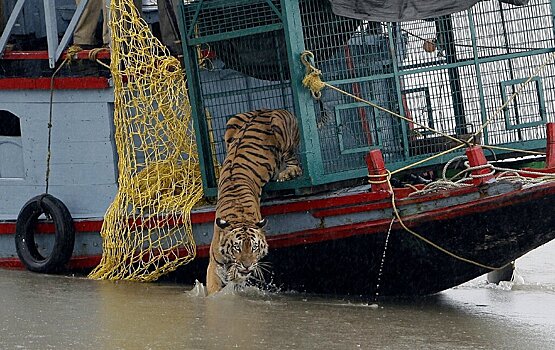 Тигры вышли в город из-за карантинных мероприятий
