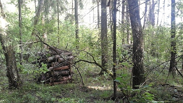Вблизи села Барановское в Воскресенске специалисты очищают леса от погибших деревьев