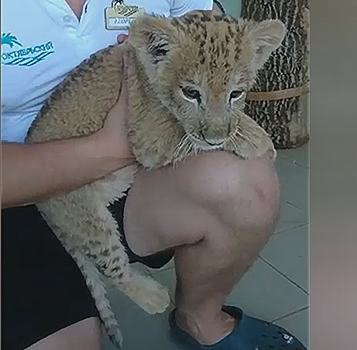 На Сочинской таможне сотрудники ФСБ освободили львенка