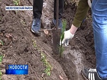 Студенты Башкортостана посадили 1000 кедров