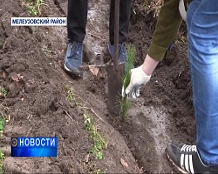 Студенты Башкортостана посадили 1000 кедров