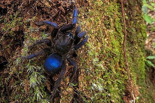 В Южной Америке открыт новый вид синих тарантулов