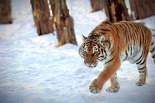 Следы сибирского тигра обнаружены на северо-востоке Китая