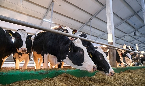 В Волгоградской области подготовили корма для зимовки сельхозживотных