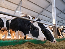 В Волгоградской области подготовили корма для зимовки сельхозживотных