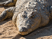 Крокодил съел нарушившего карантин мужчину