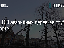 Почти 100 аварийных деревьев срубят в Выборге