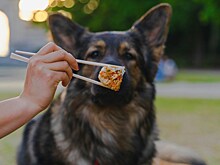 В Москве у домашних животных чаще стали находить один недуг