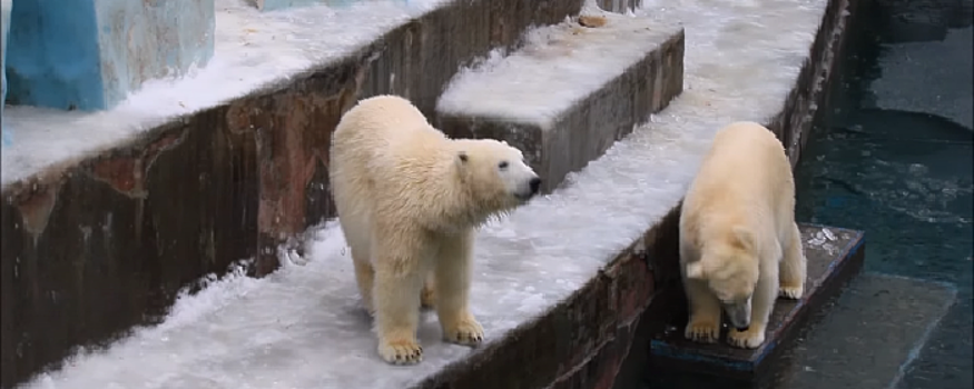 Зоопарк Новосибирска показал, как белые медвежата проверили прочность льда на прогулке