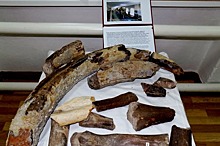 На Ставрополье нашли бивень мастодонта и фрагменты скелетов древних китов