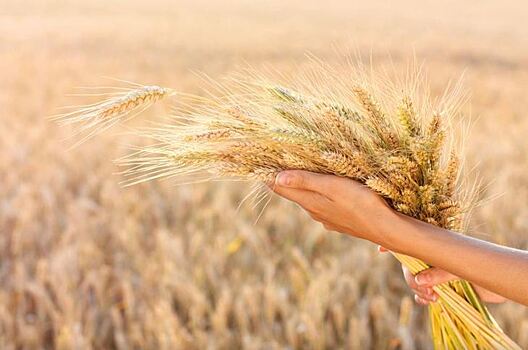 В Оренбуржье на финише озимый сев и уборка зерновых и зернобобовых 2020