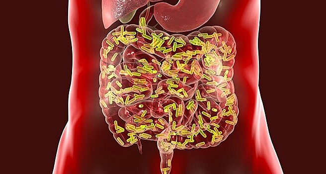 Найдена связь кишечника с мозгом и нервной системой
