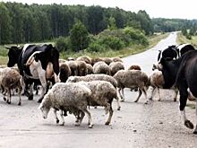 «Зонтик» от засухи. Что нужно крестьянам, чтобы накормить волгоградцев