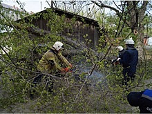 В Сызрани упавшая ветка тополя искалечила двух местных жителей