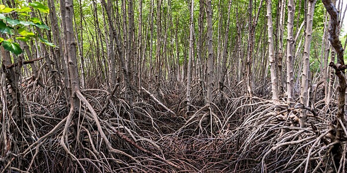 В Панаме обнаружен мангровый лес возрастом около 20 млн лет