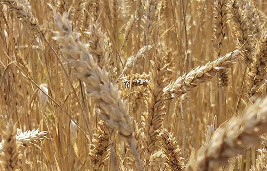 Британский чемпион мира по урожаю пшеницы раскрыл свои секреты защиты культуры