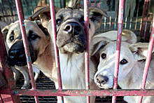 Почему в Армении привыкли мучить и убивать животных ради забавы