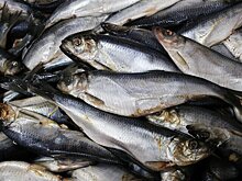 Врач Соломатина: сельдь защитит пожилой организм от остеопороза и дефицита йода