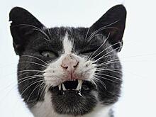 Мужчина вжился в роль злого кота и нажил проблемы